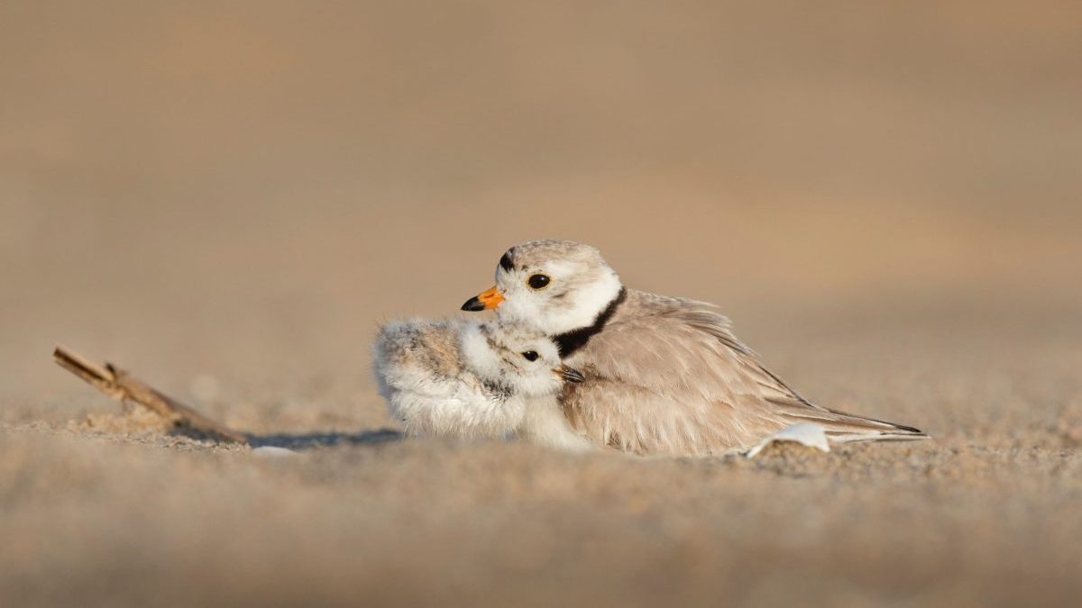 Mother bird with baby bird