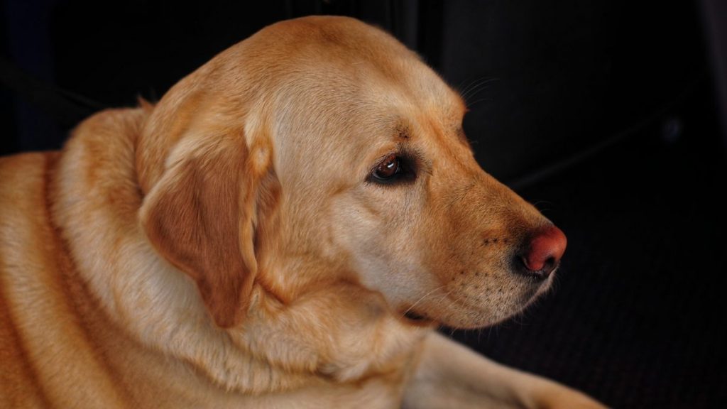 Deciding on a service dog to assist with your hearing loss