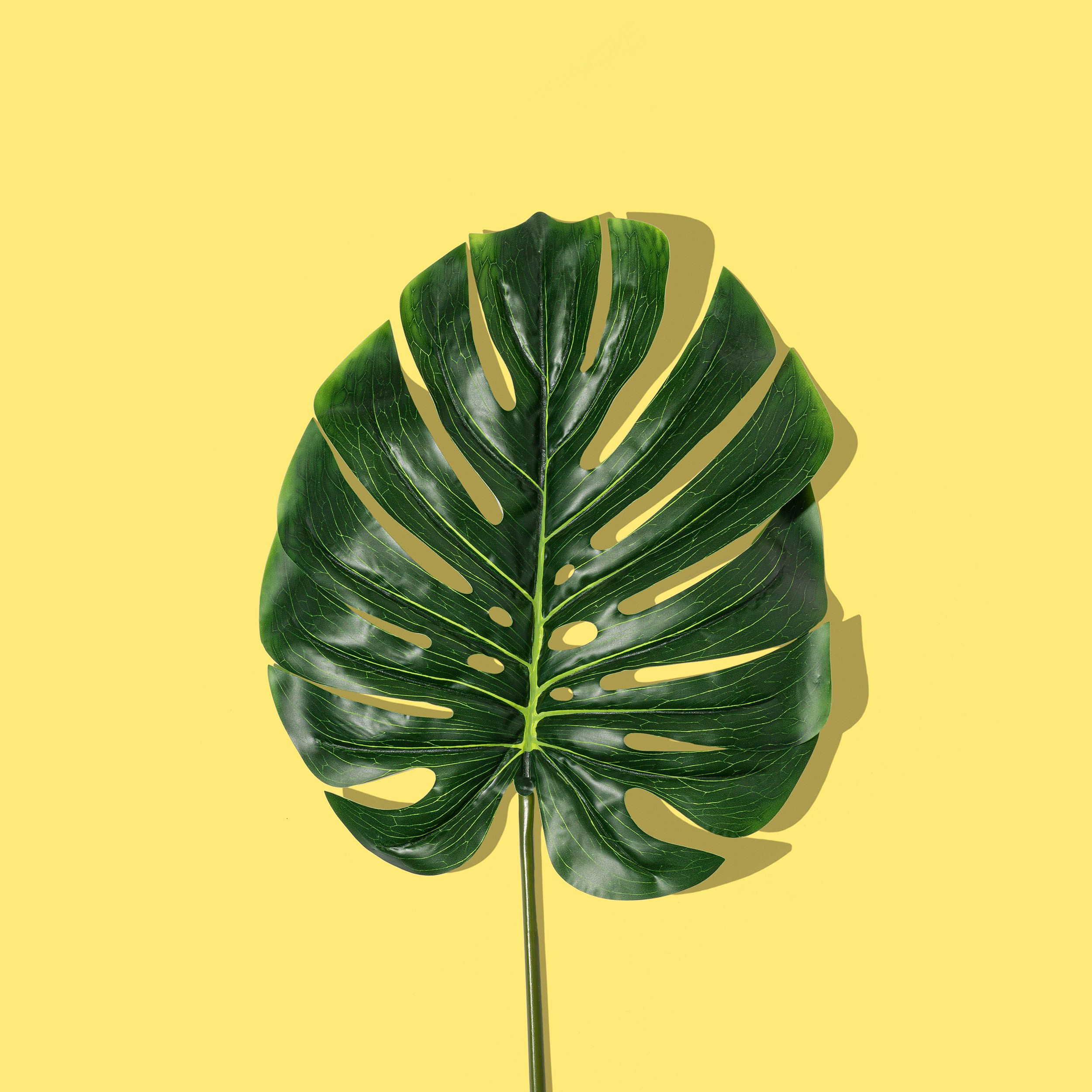leaf on a yellow background